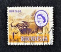 Cancelled postage stamp printed by Rhodesia, that shows African Buffalo and portrait Queen Elizabeth II
