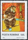 Balancing Brown Bear (Ursus arctos) in Circus