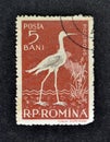 Cancelled postage stamp printed by Romania, that shows Black-winged Stilt