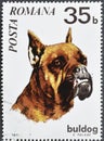 Cancelled postage stamp printed by Romania, that shows Bulldog Royalty Free Stock Photo