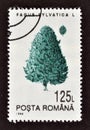 Cancelled postage stamp printed by Romania, that shows Common Beech Royalty Free Stock Photo