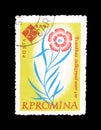 Cancelled postage stamp printed by Romania, that shows Dianthus callizonus flower