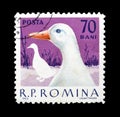 Domestic animals on postage stamps