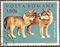 Cancelled postage stamp printed by Romania, that shows Gray Wolf cubs Royalty Free Stock Photo