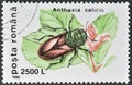 Pasture Splendour Beetle (Anthaxia salicis)