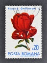 Cancelled postage stamp printed by Romania, that shows Pomegranate