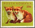 Cancelled postage stamp printed by Romania, that shows Red Fox cubs Royalty Free Stock Photo