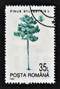 Cancelled postage stamp printed by Romania, that shows Scots Pine Royalty Free Stock Photo