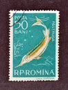 Cancelled postage stamp printed by Romania, that shows Starry Sturgeon Royalty Free Stock Photo