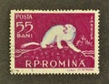 Cancelled postage stamp printed by Romania, that shows Stoat