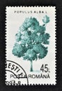 Cancelled postage stamp printed by Romania, that shows White Poplar Royalty Free Stock Photo