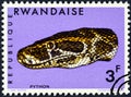 African Rock Python (Python sebae)