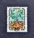 Cancelled postage stamp printed by Senegal, that shows The peanut - Arachis hypogaea
