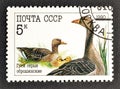 Cancelled postage stamp printed by Soviet Union, that shows Greylag Goose