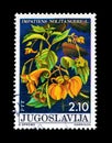 Cancelled postage stamp printed by Yugoslavia, that shows the Impatiens noli tangere