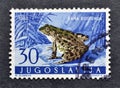 Cancelled postage stamp printed by Yugoslavia, that shows Levant Water Frog