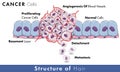 Cancer cell development entire mechanism including angiogenesis, metastasi, and proliferation with normal cells in the background