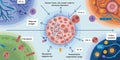 Cancer cell immune evasion and immune response diagram Royalty Free Stock Photo