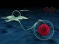 Cancer cells hijacking T cell mitochondria through nanotubes