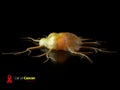 Cancer cells on black background. 3d illustration Royalty Free Stock Photo