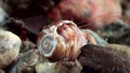 Cancer hermit crab hid in shell underwater in search of food of White Sea.