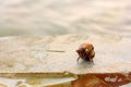Cancer hermit in a shell on a rock against the sea Royalty Free Stock Photo