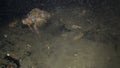 Cancer hermit Soldier crab Pagurian runs bottom.