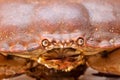 Cancer pagurus sea crab on white background