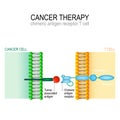 Cancer therapy. CAR T immunotherapy