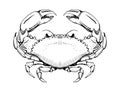 Cancer zodiac sign, sea crab symbol top view, vintage line drawing for menu, fish market. Vector hand drawn tattoo