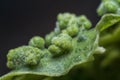 Cancerous gall infected on the leaves.