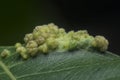 Cancerous gall infected on the leaves.