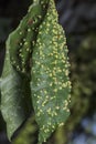 Cancerous gall infected on the leaves.