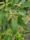 Cancerous gall infected the rubber leaves.