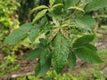 Cancerous gall infected the rubber leaves.