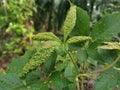 Cancerous gall infected the rubber leaves.