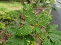 Cancerous gall infected the rubber leaves.