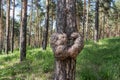 A cancerous tumor on the brown trunk of a pine in the summer forest