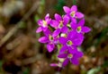 Canchalagua, Centaurium venustum, Yosemite