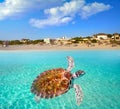 Cancun Delfines Beach turtle Mexico