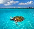 Cancun Hotel Zone turtle Mexico photomount Royalty Free Stock Photo