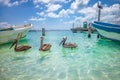 Cancun idyllic caribbean beach with boat and pelican, Riviera Maya, Mexico