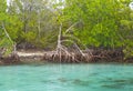 Cancun Mangroves Royalty Free Stock Photo
