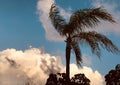 Palm trees and bubbly clouds over Cancun - Mexico - MEXICO Royalty Free Stock Photo