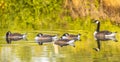 Canadian geese at dawn sleeping on the water Royalty Free Stock Photo