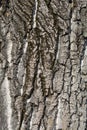 Candadian poplar Royalty Free Stock Photo