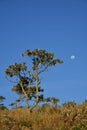 Candeia tree and crescent moon in the park in Brazil