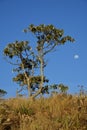 Candeia tree and crescent moon in the park in Brazil