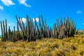 Candelabra cactus in Arikok National Park Aruba