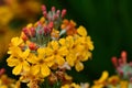 Candelabra primrose primula bulleyana